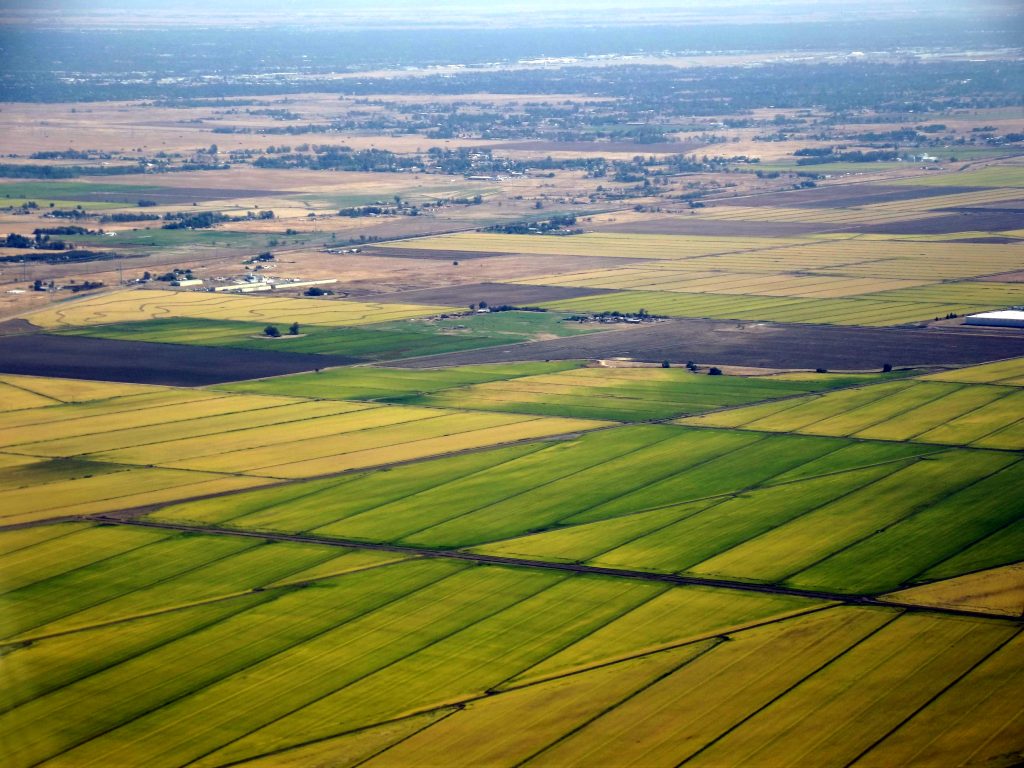 These once thriving West Coast Rice Fields Have Become a Barren ...